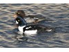 Photo of Male & Female Barrow's Goldeneye - Bucephala islandica